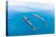 Bottlenose dolphin swimming towards sea surface, Mexico-Claudio Contreras-Premier Image Canvas