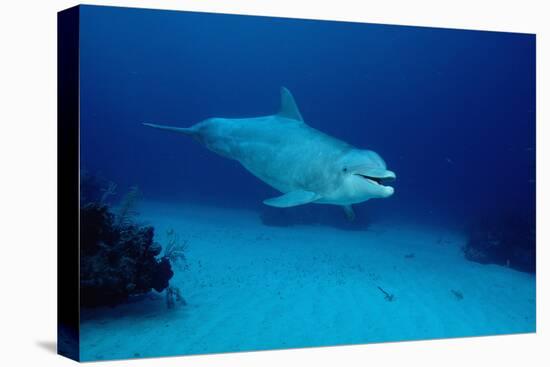 Bottlenose Dolphin Swimming (Tursiops Truncatus).-Reinhard Dirscherl-Premier Image Canvas