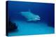 Bottlenose Dolphin Swimming (Tursiops Truncatus).-Reinhard Dirscherl-Premier Image Canvas