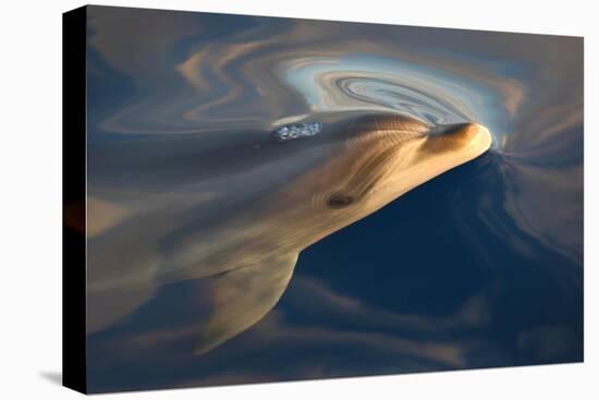 Bottlenose dolphin(tursiops truncatus) A bottlenose dolphin surfaces in a silky sea. Canary Islands-Christopher Swann-Premier Image Canvas