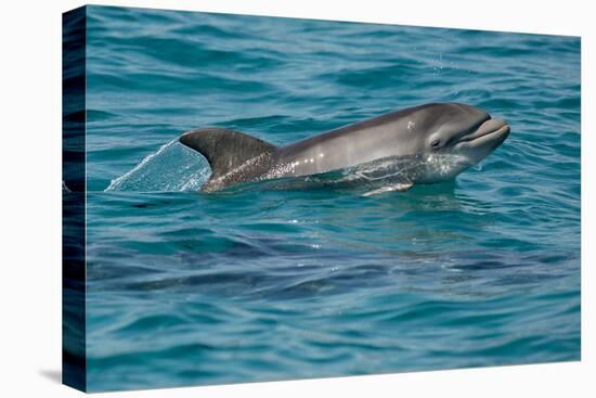 Bottlenose Dolphin (Tursiops Truncatus) Baby Age Two Weeks Porpoising, Sado Estuary, Portugal-Pedro Narra-Premier Image Canvas