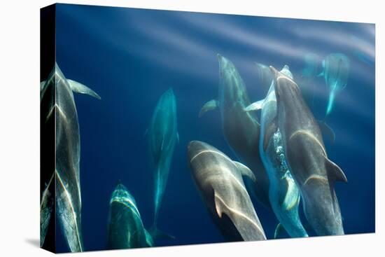 Bottlenose dolphin (Tursiops truncatus) bowriding dolphins illuminated by the sun, Azores-Christopher Swann-Premier Image Canvas