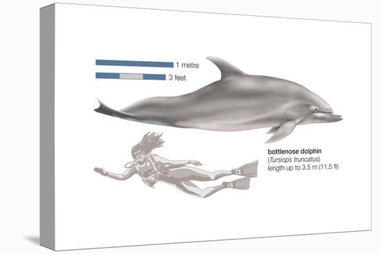 Bottlenose Dolphin (Tursiops Truncatus), Mammals-Encyclopaedia Britannica-Stretched Canvas