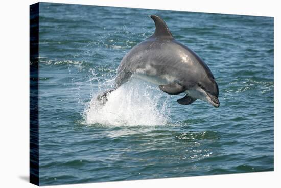 Bottlenose Dolphin (Tursiops Truncatus) Porpoising, Sado Estuary, Portugal-Pedro Narra-Premier Image Canvas