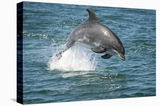 Bottlenose Dolphin (Tursiops Truncatus) Porpoising, Sado Estuary, Portugal-Pedro Narra-Premier Image Canvas