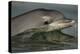Bottlenose Dolphin (Tursiops Truncatus) Reflected At The Surface, Sado Estuary, Portugal-Pedro Narra-Premier Image Canvas