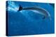 Bottlenose Dolphin (Tursiops Truncatus) Riding Waves. Dolphins in Tuamotu Islands, Rangiroa Atoll,-null-Premier Image Canvas