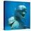 Bottlenose Dolphin Two Facing Camera-Augusto Leandro Stanzani-Premier Image Canvas