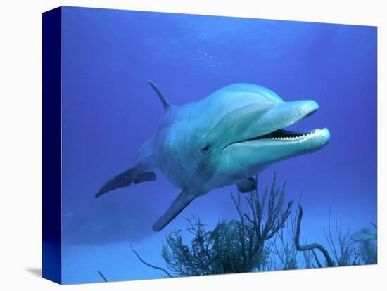 Bottlenose Dolphin-Stephen Frink-Premier Image Canvas