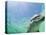 Bottlenose Dolphin-Stuart Westmorland-Premier Image Canvas