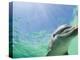 Bottlenose Dolphin-Stuart Westmorland-Premier Image Canvas