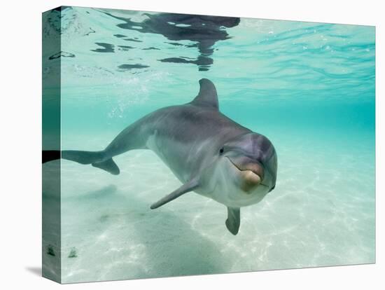 Bottlenose Dolphin-Stuart Westmorland-Premier Image Canvas