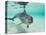 Bottlenose Dolphin-Stuart Westmorland-Premier Image Canvas