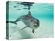 Bottlenose Dolphin-Stuart Westmorland-Premier Image Canvas