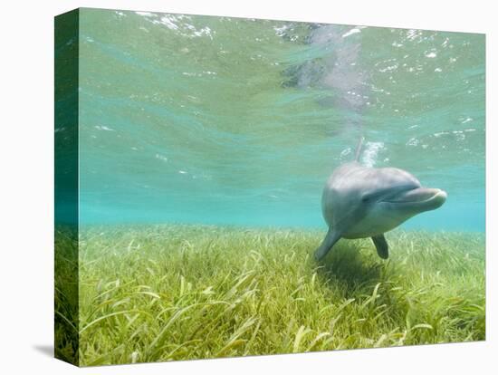 Bottlenose Dolphin-Stuart Westmorland-Premier Image Canvas