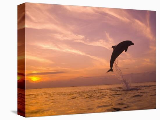 Bottlenose Dolphins, Caribbean Sea Near Roatan, Honduras-Stuart Westmoreland-Premier Image Canvas