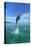 Bottlenose Dolphins, Caribbean Sea, near Roatan, Honduras-Stuart Westmorland-Premier Image Canvas