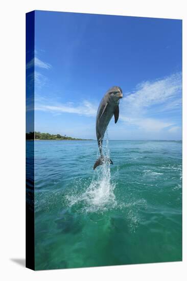 Bottlenose Dolphins, Caribbean Sea, near Roatan, Honduras-Stuart Westmorland-Premier Image Canvas