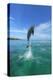 Bottlenose Dolphins, Caribbean Sea, near Roatan, Honduras-Stuart Westmorland-Premier Image Canvas