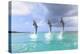 Bottlenose Dolphins, Caribbean Sea, Roatan, Bay Islands, Honduras-Stuart Westmorland-Premier Image Canvas