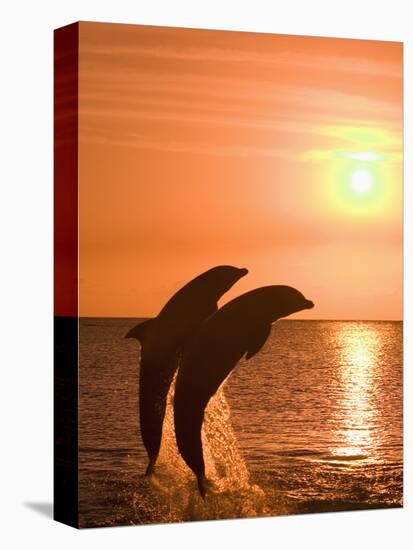 Bottlenose Dolphins, Caribbean Sea-Stuart Westmoreland-Premier Image Canvas
