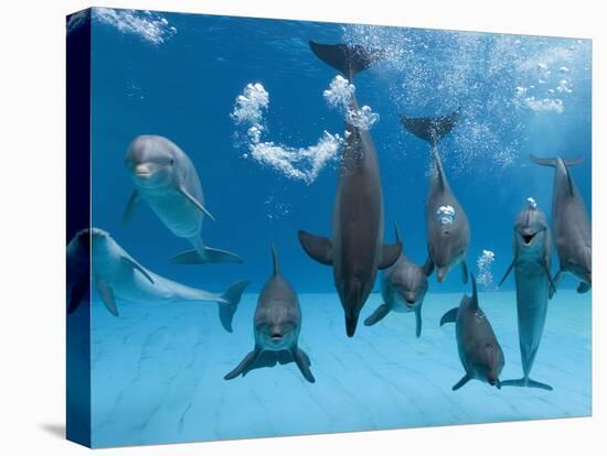 Bottlenose Dolphins Dancing and Blowing Air Underwater-Augusto Leandro Stanzani-Premier Image Canvas