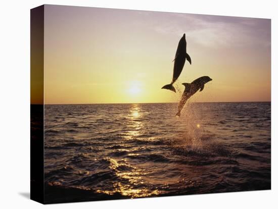 Bottlenose Dolphins in Mid-Air-Stuart Westmorland-Premier Image Canvas