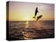 Bottlenose Dolphins in Mid-Air-Stuart Westmorland-Premier Image Canvas