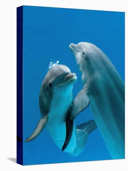 Bottlenose Dolphins, Pair Dancing Underwater-Augusto Leandro Stanzani-Premier Image Canvas