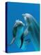 Bottlenose Dolphins, Pair Dancing Underwater-Augusto Leandro Stanzani-Premier Image Canvas