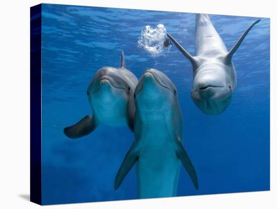 Bottlenose Dolphins, Three Playing Underwater-Augusto Leandro Stanzani-Premier Image Canvas