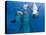 Bottlenose Dolphins, Three Playing Underwater-Augusto Leandro Stanzani-Premier Image Canvas