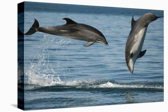 Bottlenose Dolphins (Tursiops Truncatus) Porpoising Playfully, Sado Estuary, Portugal-Pedro Narra-Premier Image Canvas