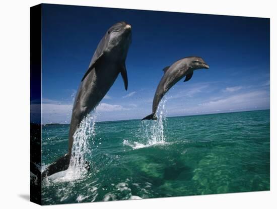Bottlenose Dolphins, Tursiops Truncatus-Stuart Westmorland-Premier Image Canvas