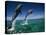 Bottlenose Dolphins, Tursiops Truncatus-Stuart Westmorland-Premier Image Canvas