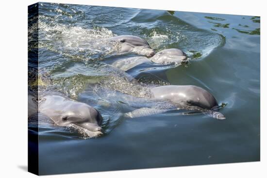 Bottlenose Dolphins, Tursiops Tursiops, Grassy Key, Florida, United States of America-Michael Runkel-Premier Image Canvas