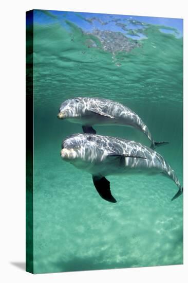 Bottlenose Dolphins-Louise Murray-Premier Image Canvas
