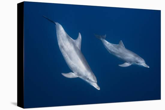 Bottlenose Dolphins-Barathieu Gabriel-Premier Image Canvas