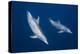 Bottlenose Dolphins-Barathieu Gabriel-Premier Image Canvas