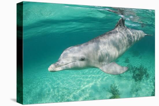 Bottlenosed Dolphin at UNEXSO Dive Site-Paul Souders-Premier Image Canvas