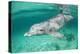 Bottlenosed Dolphin at UNEXSO Dive Site-Paul Souders-Premier Image Canvas