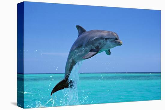 Bottlenosed Dolphin Leaping Out of Water-null-Premier Image Canvas