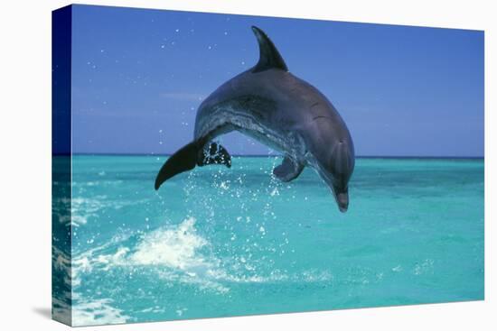 Bottlenosed Dolphin-null-Premier Image Canvas