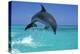 Bottlenosed Dolphin-null-Premier Image Canvas