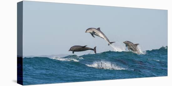 Bottlenosed Dolphins (Tursiops Truncatus) Porpoising During Annual Sardine Run-Wim van den Heever-Premier Image Canvas