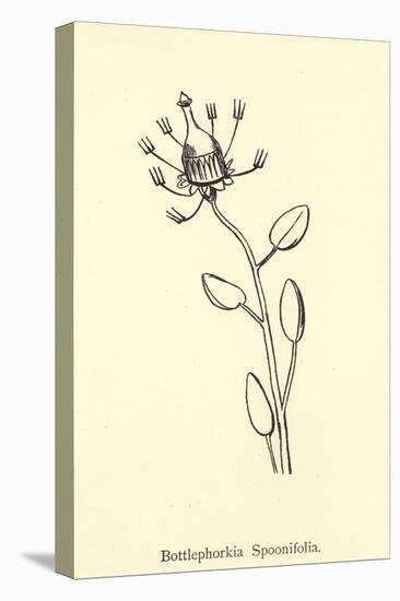 Bottlephorkia Spoonifolia-Edward Lear-Premier Image Canvas