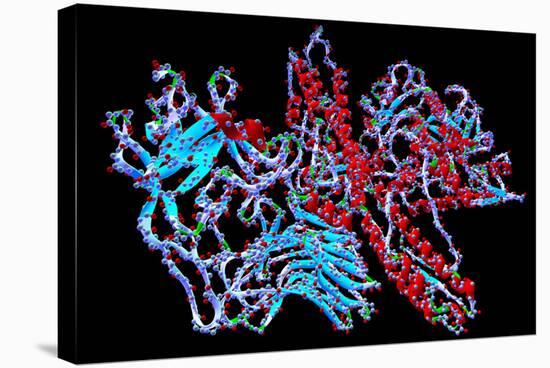 Botulinum Toxin-PASIEKA-Premier Image Canvas