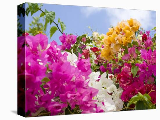 Bougainvillea, Cayman Brac, Cayman Islands, Caribbean-Greg Johnston-Premier Image Canvas