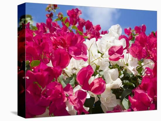 Bougainvillea, Cayman Brac, Cayman Islands, Caribbean-Greg Johnston-Premier Image Canvas