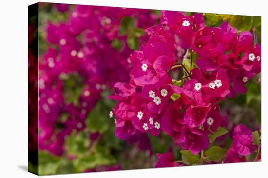 Bougainvillea Flowers, Bavaro, Higuey, Punta Cana, Dominican Republic-Lisa S. Engelbrecht-Premier Image Canvas